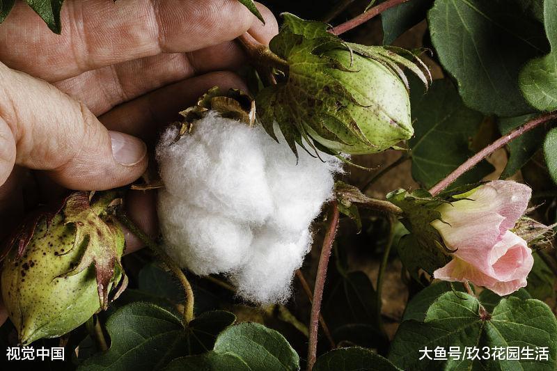 植物的奥秘走近棉花开花颜色之谜