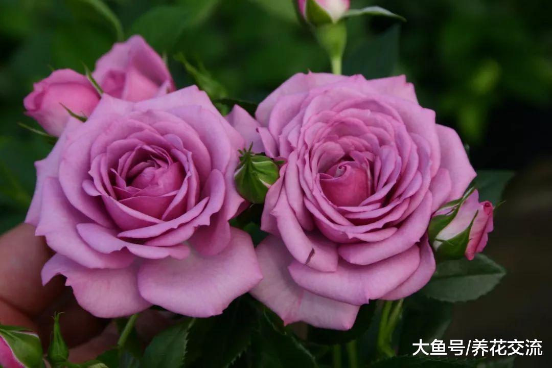 栽种月季注意这5个事项, 冬季之后就能月月开花了