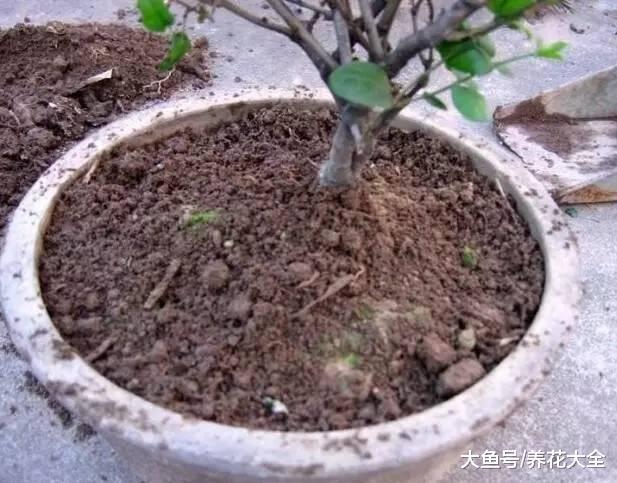 冒死揭秘花市猫腻, 这5种花买一盆死一盆, 过年买花千万注意了!