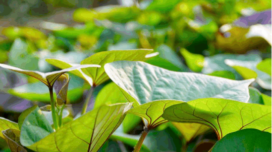 它是“蔬菜皇后, 抗癌蔬菜, 天然胰岛素”农民: 最佳季马上到