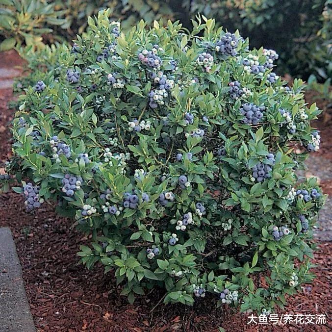 在家里用花盆养蓝莓用这6种技巧, 年年都有吃不完的果子