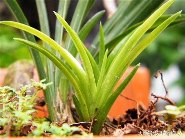 兰花叶艺面临退化怎么办?