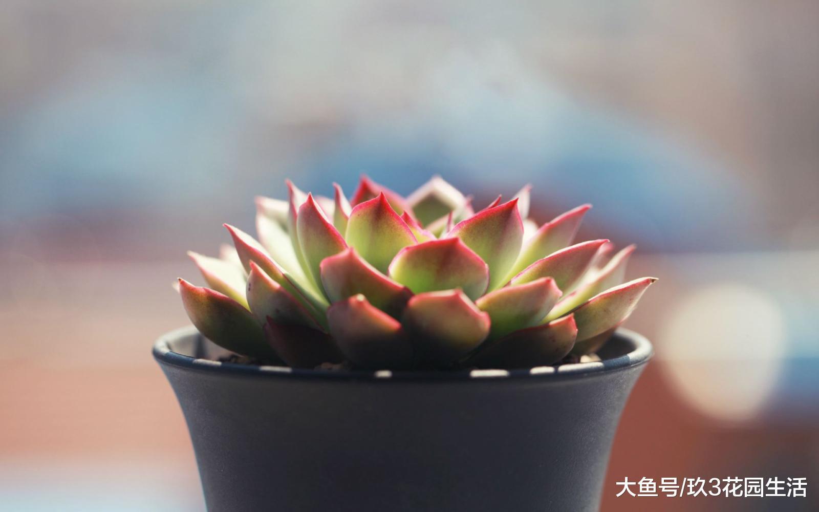 多肉植物中最常见的虫害——介壳虫