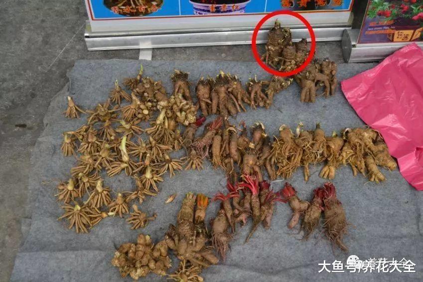 茶花竟是杨树枝, 石蒜冒充牡丹, 花骗子招数大揭秘!