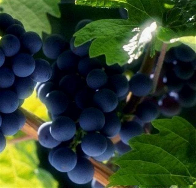 高血压打死不能碰的水果, 常吃血压狂飙, 再不注意心梗都会来了!