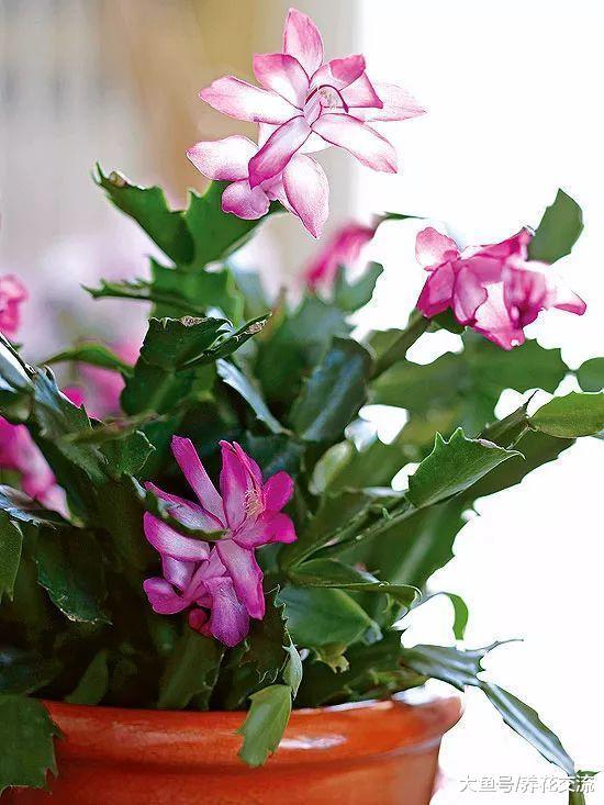 在室内养着好看7种多肉植物, 20天不浇水也不会死掉