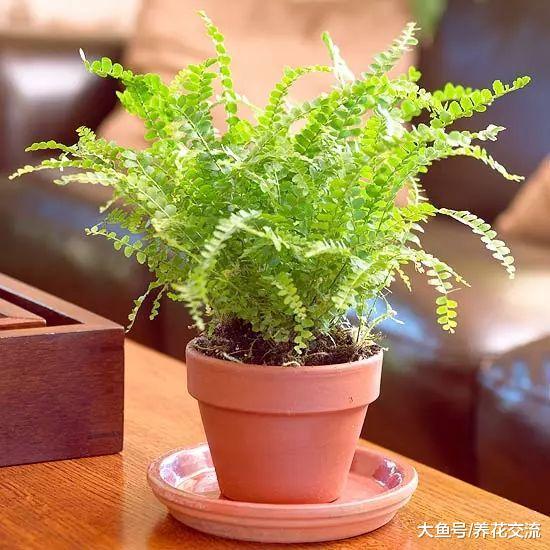 适合养在遮阴处的几种观赏蕨, 没有光照也能保持常年翠绿