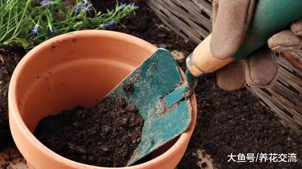 在花盆里种植香草长成一两米高, 用这七个方法就可以做到