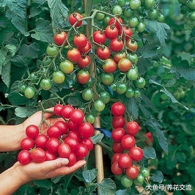 土壤里加入这种东西, 盆栽的番茄都能结几十个