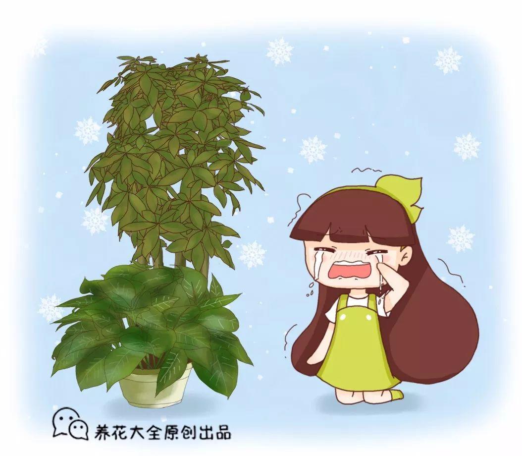 绿萝发财树冬天老黄叶, 盆里埋点它, 随手一浇, 叶子绿油油