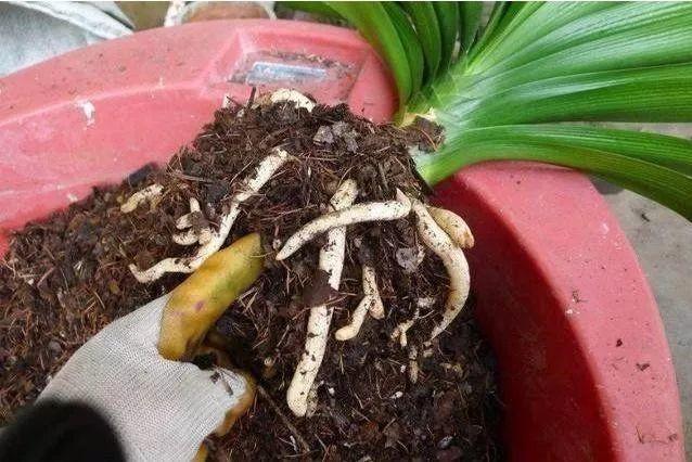 换盆的时候少做这1步, 等于白换了, 一根吸管让土疏松透气!