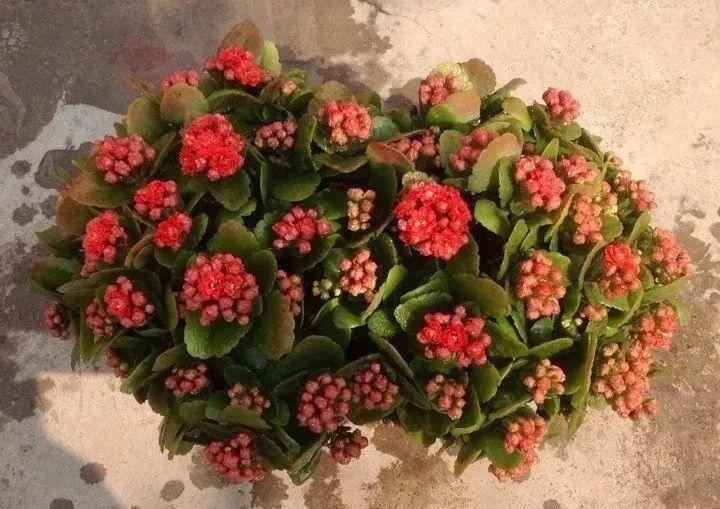 黄叶不能乱浇水, 不对症下药, 浇一盆死一盆!