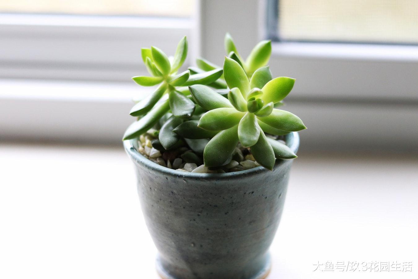 手把手踹你走近多肉植物的世界