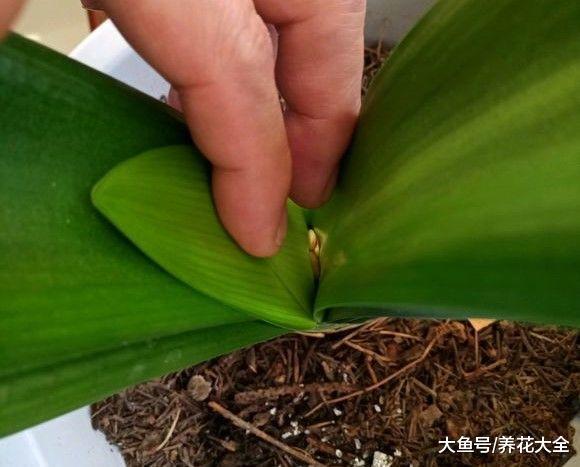 把君子兰关进小黑屋, 夹箭再也不见