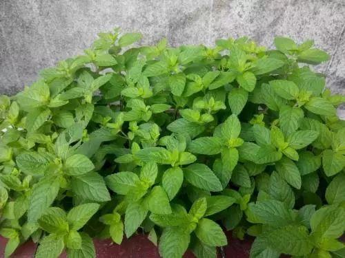 这几款植物不仅是美化环境, 养殖人还越养越健康, 身体倍儿棒!