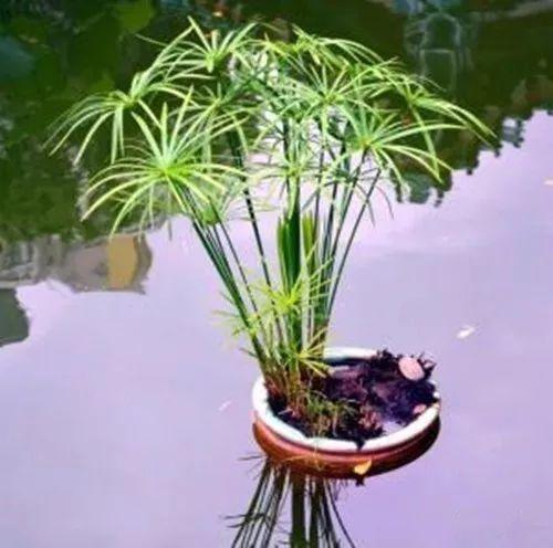 这几种植物浇水再多也不怕, 得赶紧养起来啦!