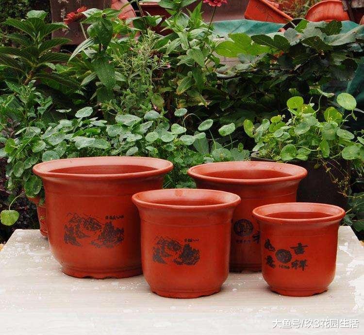 哪些花盆可以用来种植兰花?