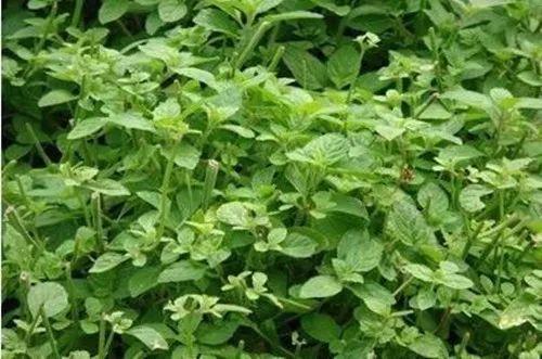 朋友说自从养了这些植物之后, 家里再也没有虫害了!
