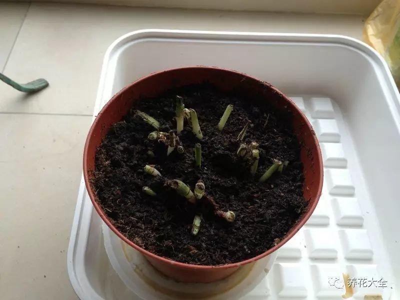 绿萝蟹爪兰叶子发黄, 1个小秘诀, 叶子油亮有光泽