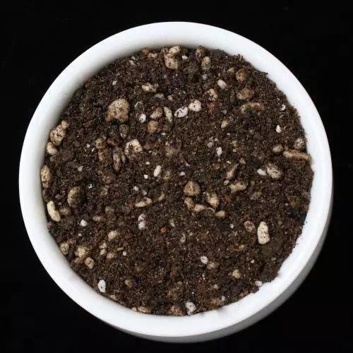 5步学会多肉扦插, 以后都不用买啦, 划算!