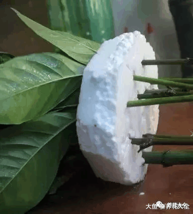 栀子花, 三角梅剪个枝扔水里, 一个塑料瓶都装不下!