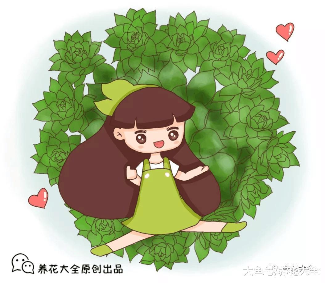 虎皮兰观音莲, 一到春天就爆小崽, 分分钟一大盆!