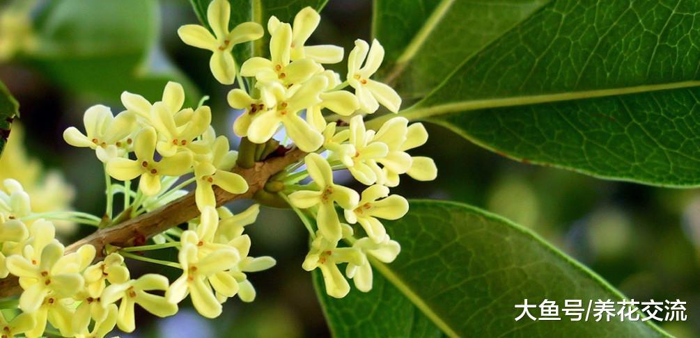 室内养护的盆栽桂花秋冬年年开花的4个秘诀, 北方花友也适用