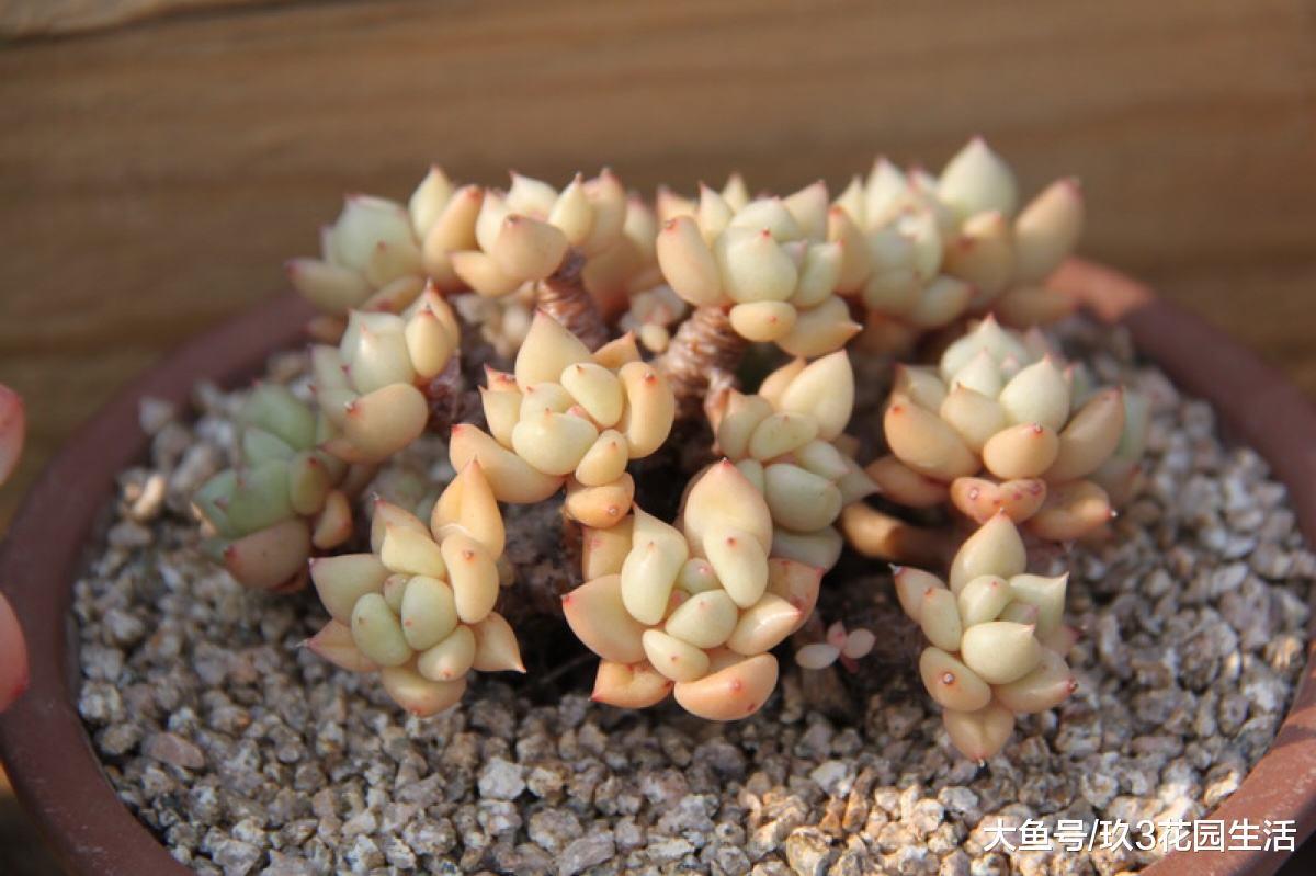 家居养花之多肉植物——玉珠东云