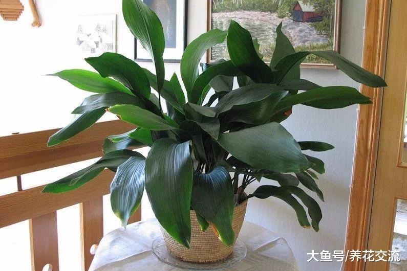 能够在低光照的室内生长旺盛的17种植物, 遮阴处能养活