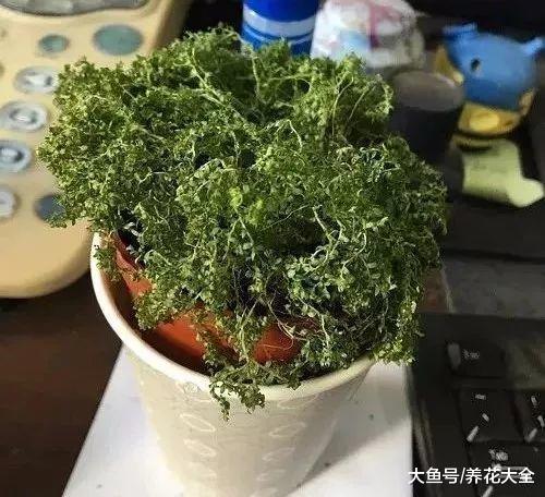 婆婆买了1盆花, 公公非说是香菜要给吃了, 拦都拦不住!