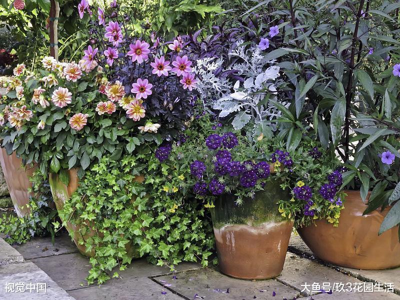 家庭养花中植物叶子发黄有哪些原因 (二)