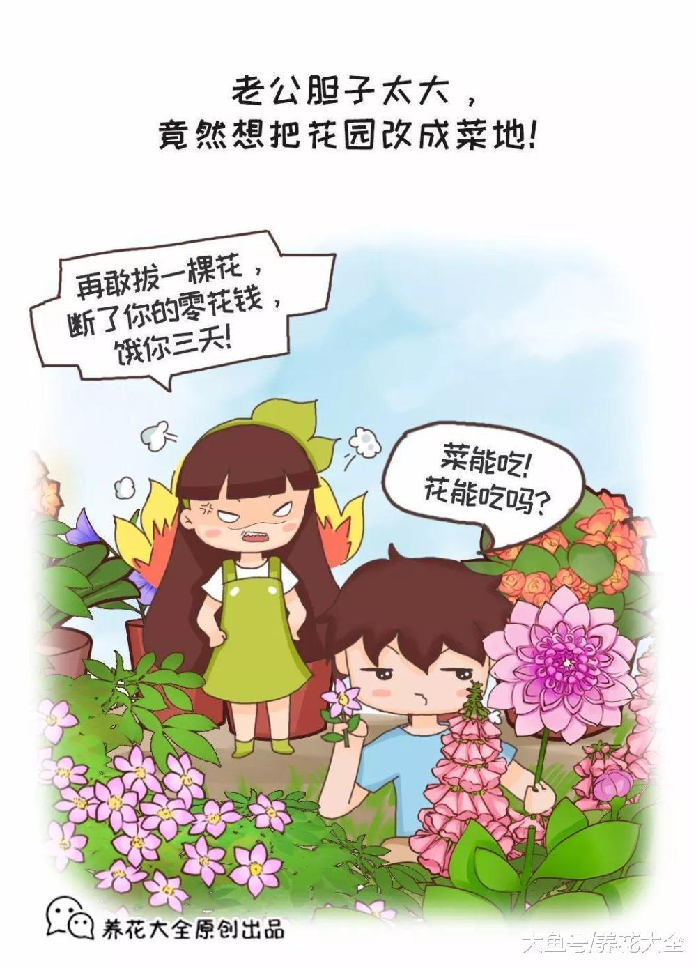 家里养一阳台的花, 老公孩子都不支持, 这可该怎么办?