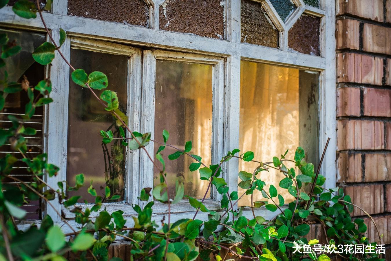 绿植花卉在室内家居中的10个好处