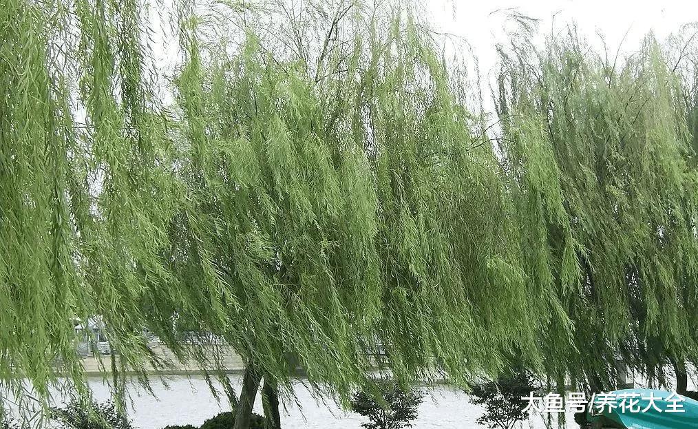 柳树枝, 松树皮都是养花的好材料, 盆底一放花嗷嗷长!