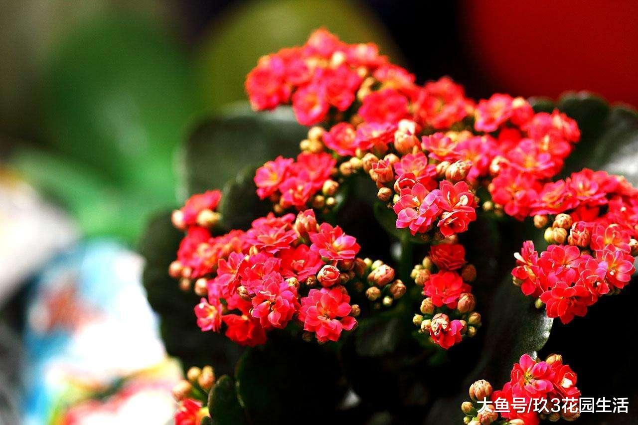 家居养花之年宵花新秀——长寿花