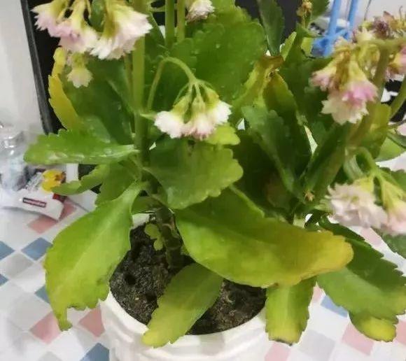 黄叶不能乱浇水, 不对症下药, 浇一盆死一盆!