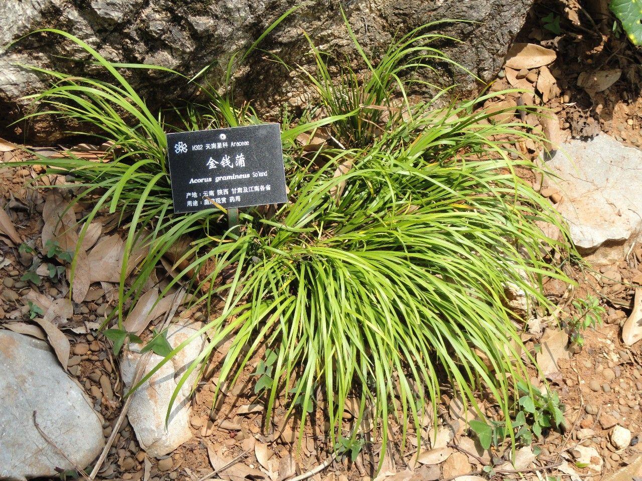 4种匍匐在地面上生长的花卉, 一不小心就长满整个院子, 要小心啦