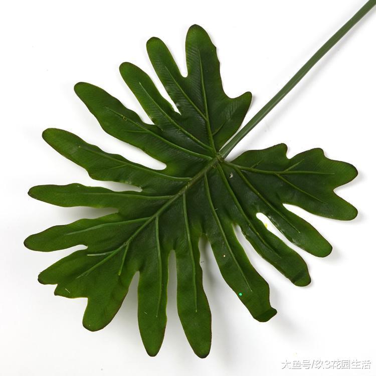 家居养花中的观叶植物——春雨