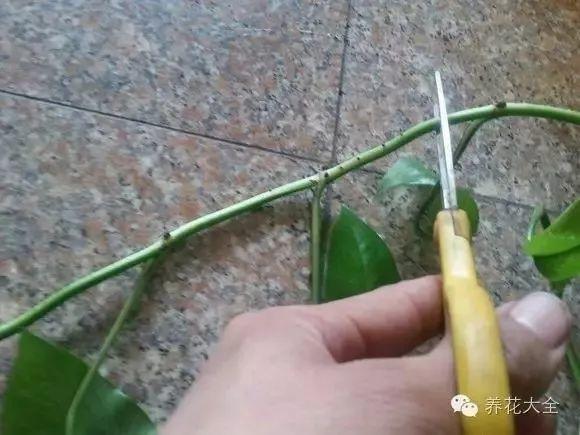 这花千万别花钱买, 剪个枝来扦插