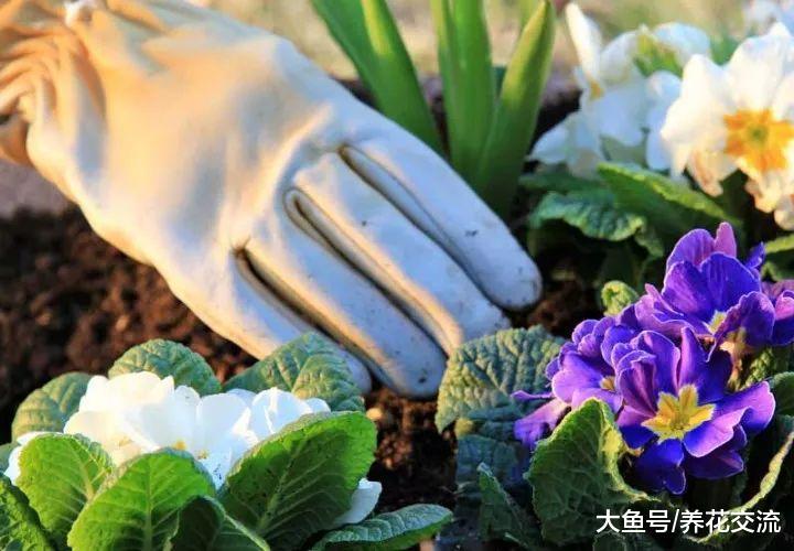 硅藻土用来养花的12个作用, 杀虫除菌比农药、肥料好多了