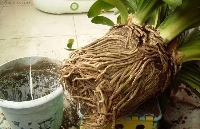 换盆的时候少做这1步, 等于白换了, 一根吸管让土疏松透气!