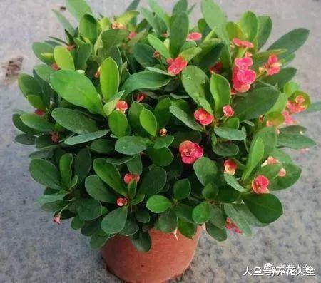 这8这种花不宜在室内养, 微毒小心影响身体!