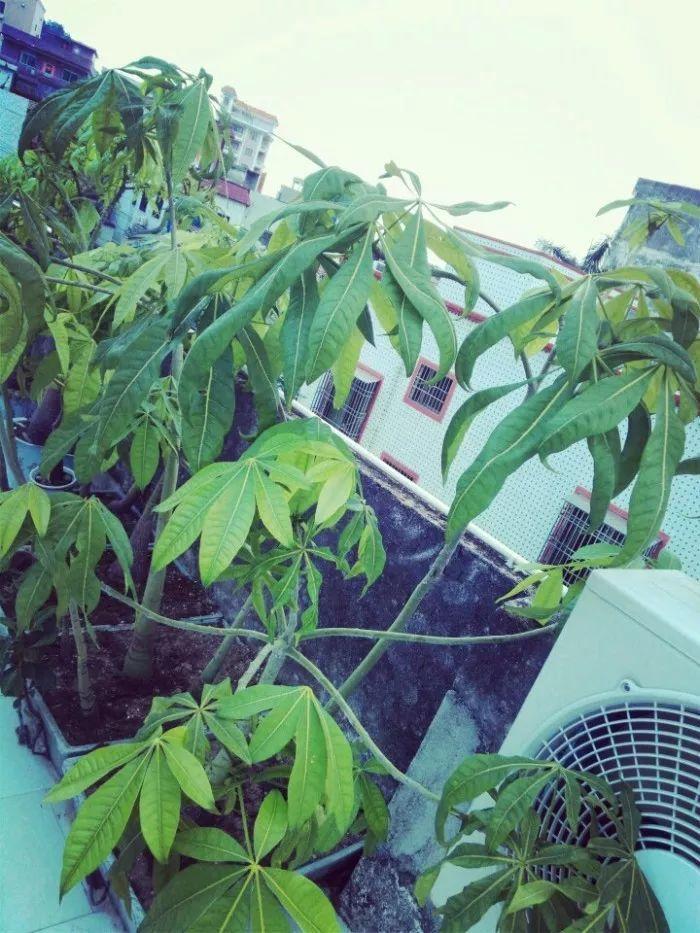 发财树特别适合懒人养, 勤快人养几天就能养死
