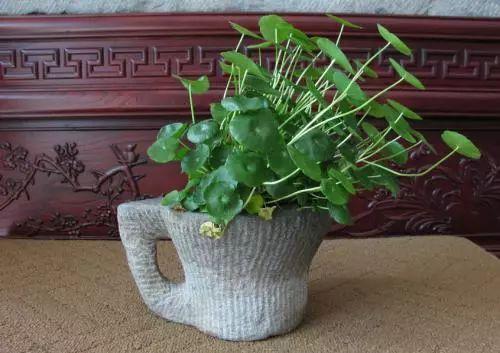 就这么一株草, 可以瞬间让居住环境高大上, 确定不养?