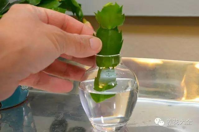 给花喝点神仙水, 大白根蹭蹭长, 秒变100盆