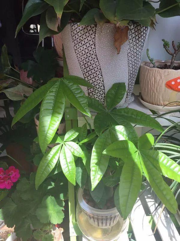 大冷天, 花冻得发蔫, 快给它穿件棉袄, 再也不怕冷!