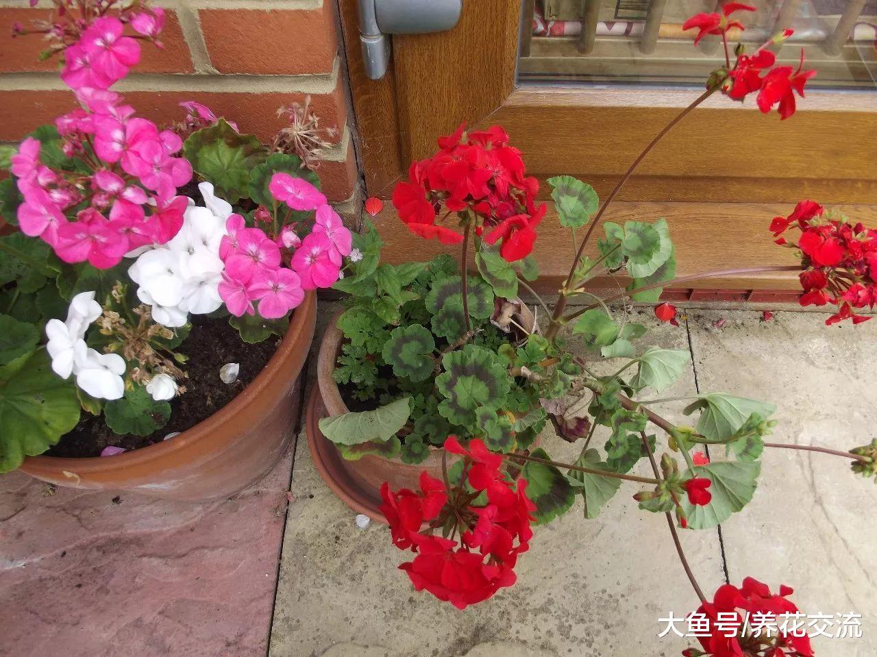 新手最适合扦插繁殖的6种花卉, 两周就能生根发芽, 一两个月开花