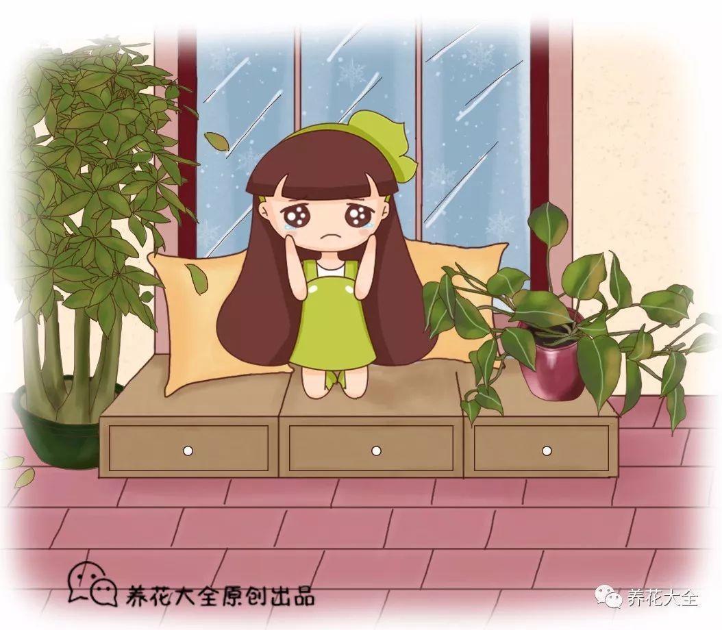 大冷天这几种花最容易冻死, 应该这样保暖