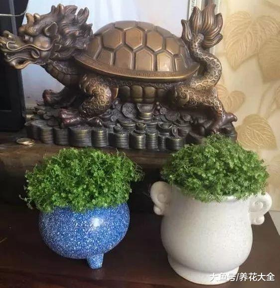 婆婆买了1盆花, 公公非说是香菜要给吃了, 拦都拦不住!