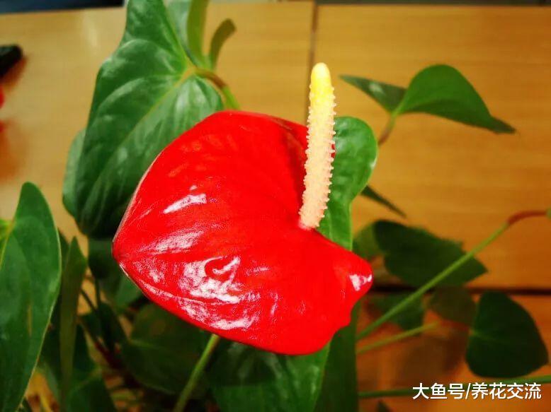 为什么这么多人喜欢将红掌养在室内, 没想到还有黑色花的品种